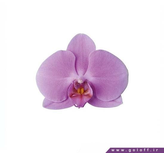 خرید اینترنتی گل ارکیده فالانوپسیس بمبای - Phalaenopsis Orchid | گل آف